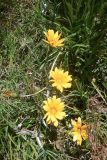 род Gazania