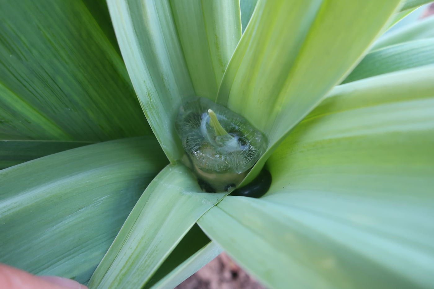 Image of Allium aflatunense specimen.