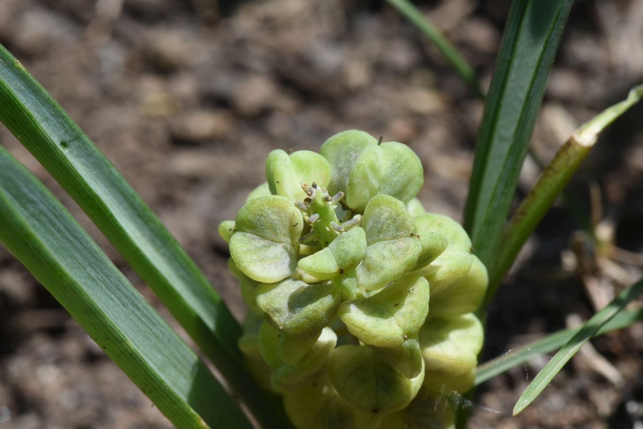 Image of genus Muscari specimen.