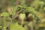 Physalis angulata