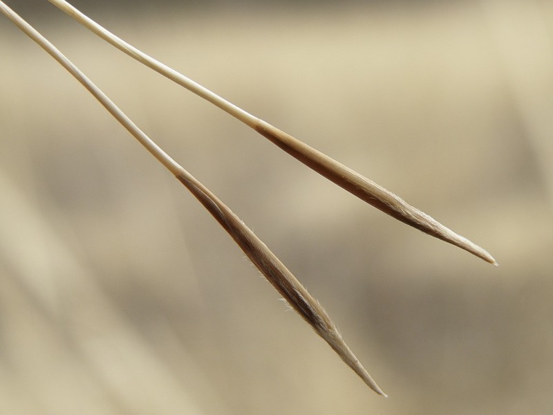 Изображение особи Stipa capillata.