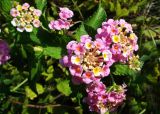 Lantana camara