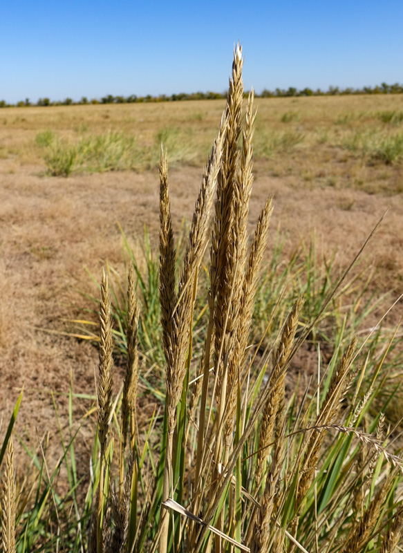 Image of genus Leymus specimen.