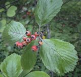 Sorbus subfusca