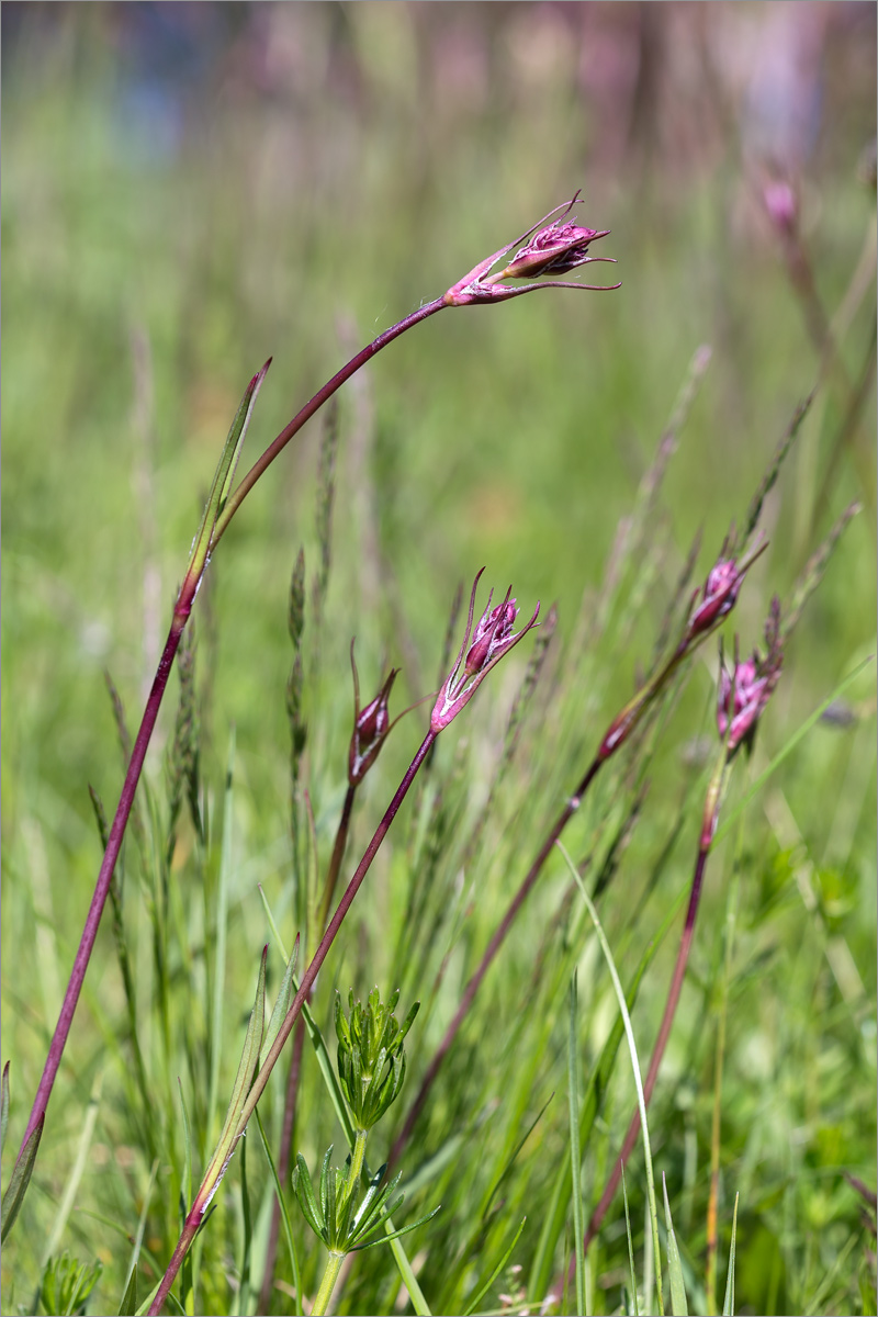 Изображение особи Viscaria vulgaris.