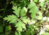 Aconitum stoloniferum. Лист. Приморский край, Владивостокский ГО, Ботанический сад, широколиственный лес, вдоль тропинки при спуске к водоему. 12.09.2021.