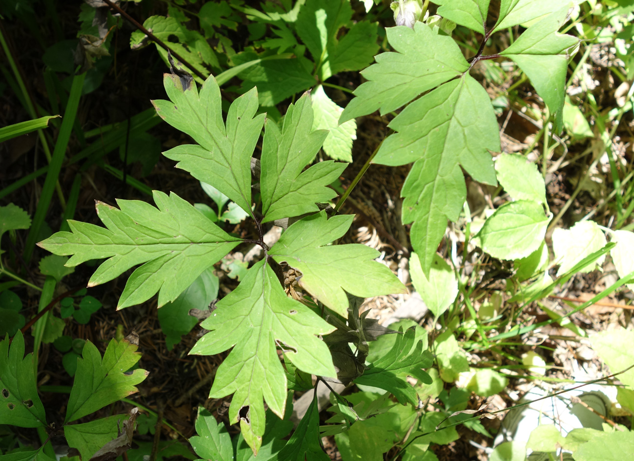 Image of Aconitum stoloniferum specimen.