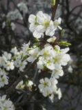 Prunus domestica