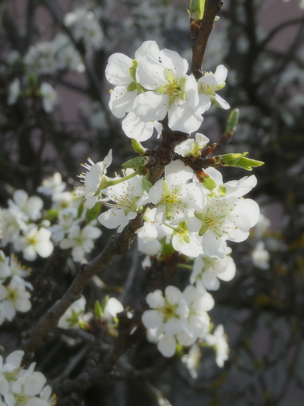 Изображение особи Prunus domestica.