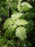 Rubus idaeus