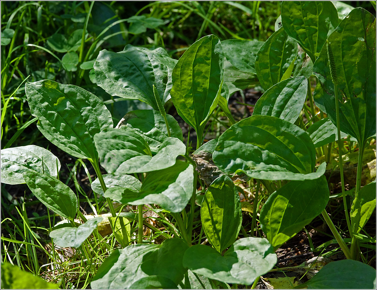 Изображение особи Plantago major.