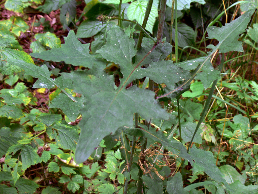 Image of Mycelis muralis specimen.