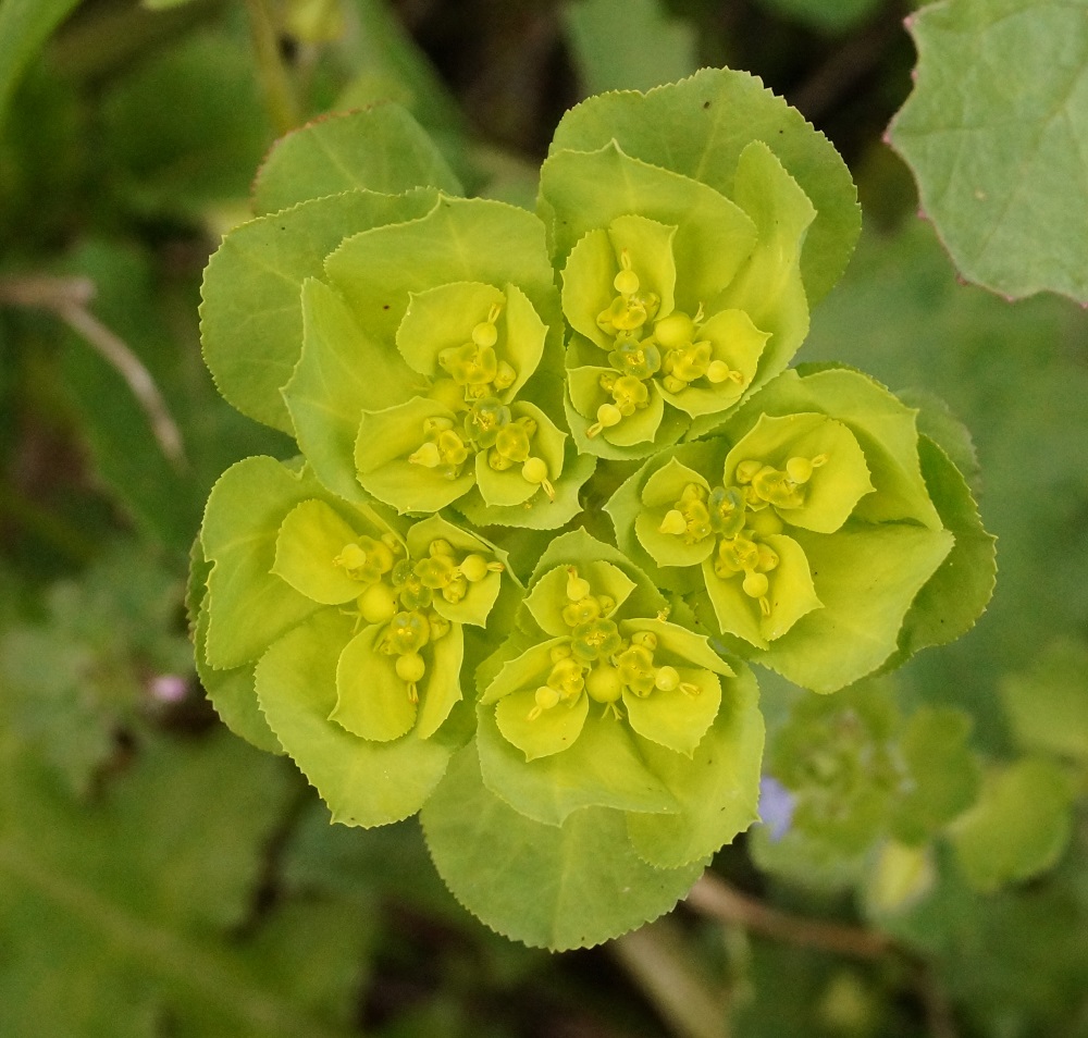 Изображение особи Euphorbia helioscopia.