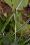 Carex pendula