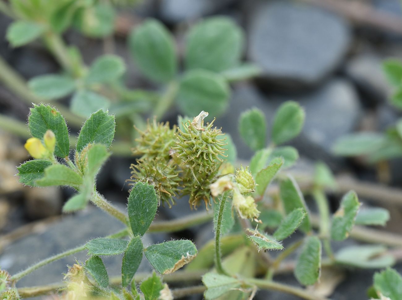 Image of Medicago minima specimen.