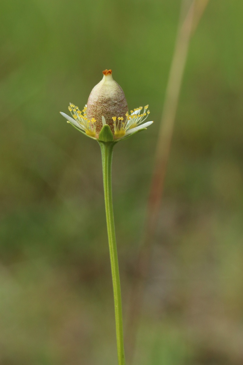 Image of Parnassia palustris specimen.