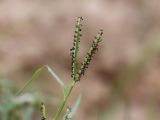 Paspalum paspalodes