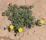 Potentilla reptans