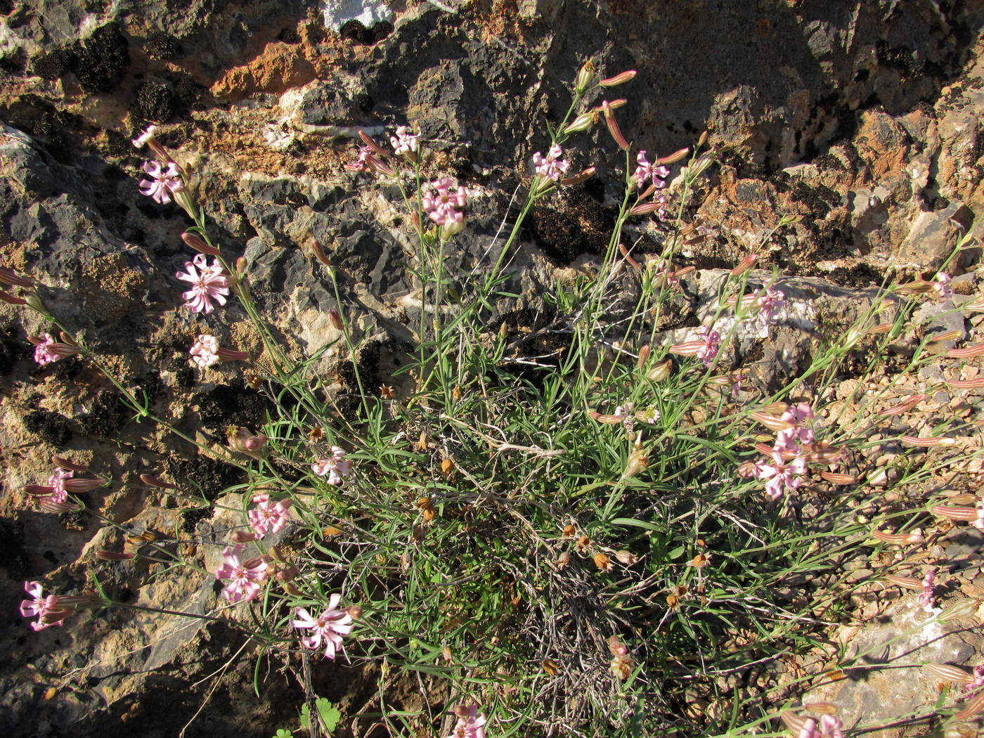 Изображение особи Silene brahuica.