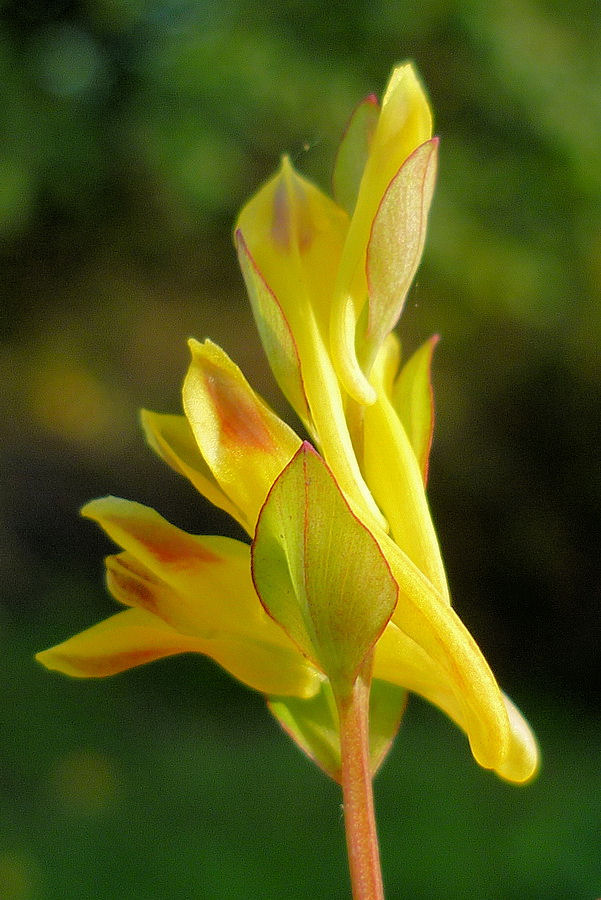 Изображение особи Corydalis ochotensis.