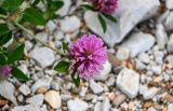 Trifolium pratense