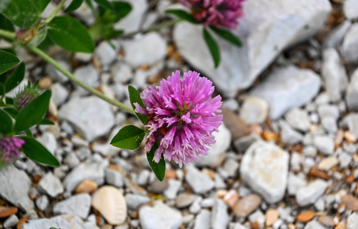 Изображение особи Trifolium pratense.