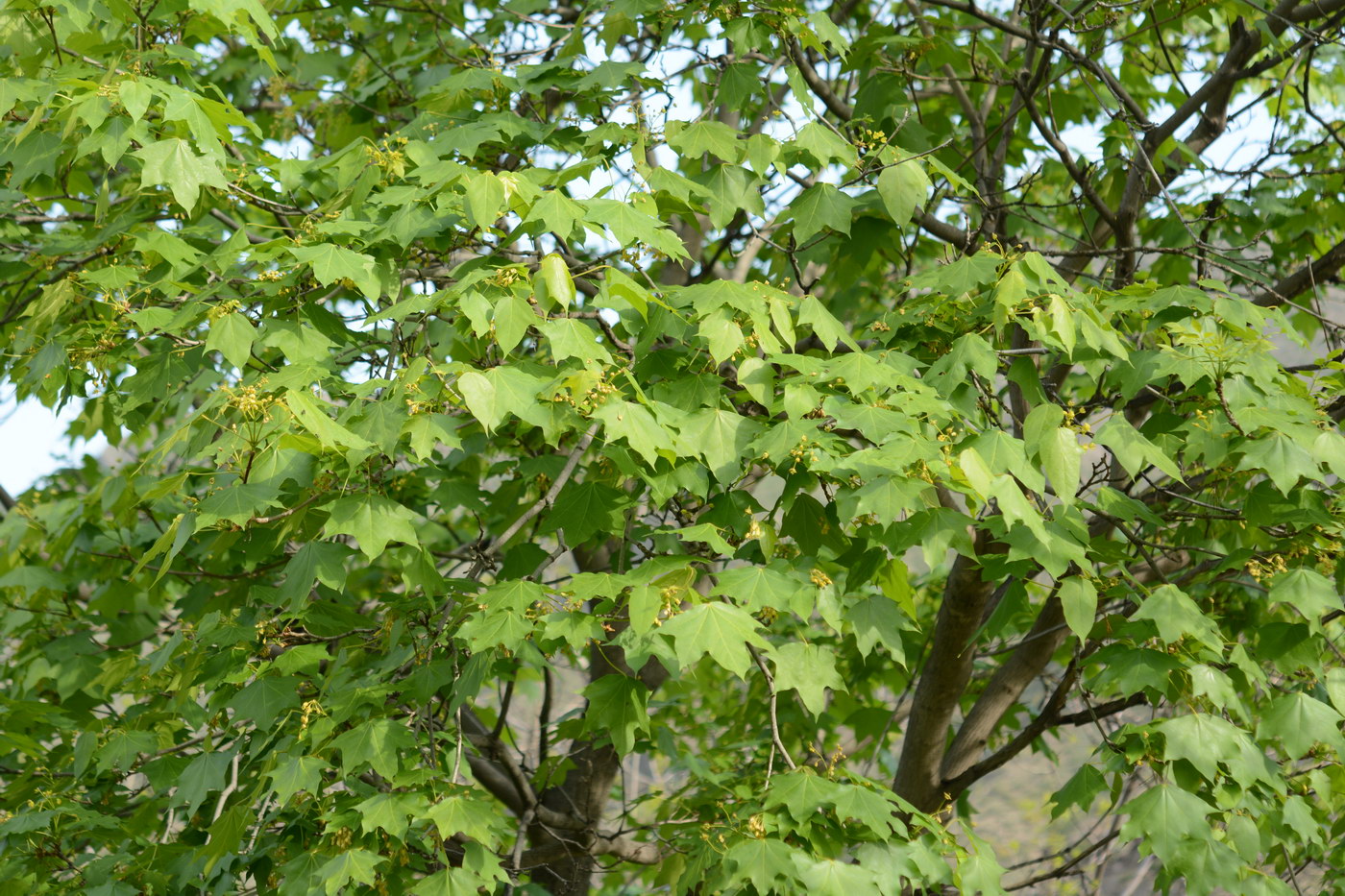 Image of Acer turkestanicum specimen.
