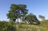 Ulmus macrocarpa