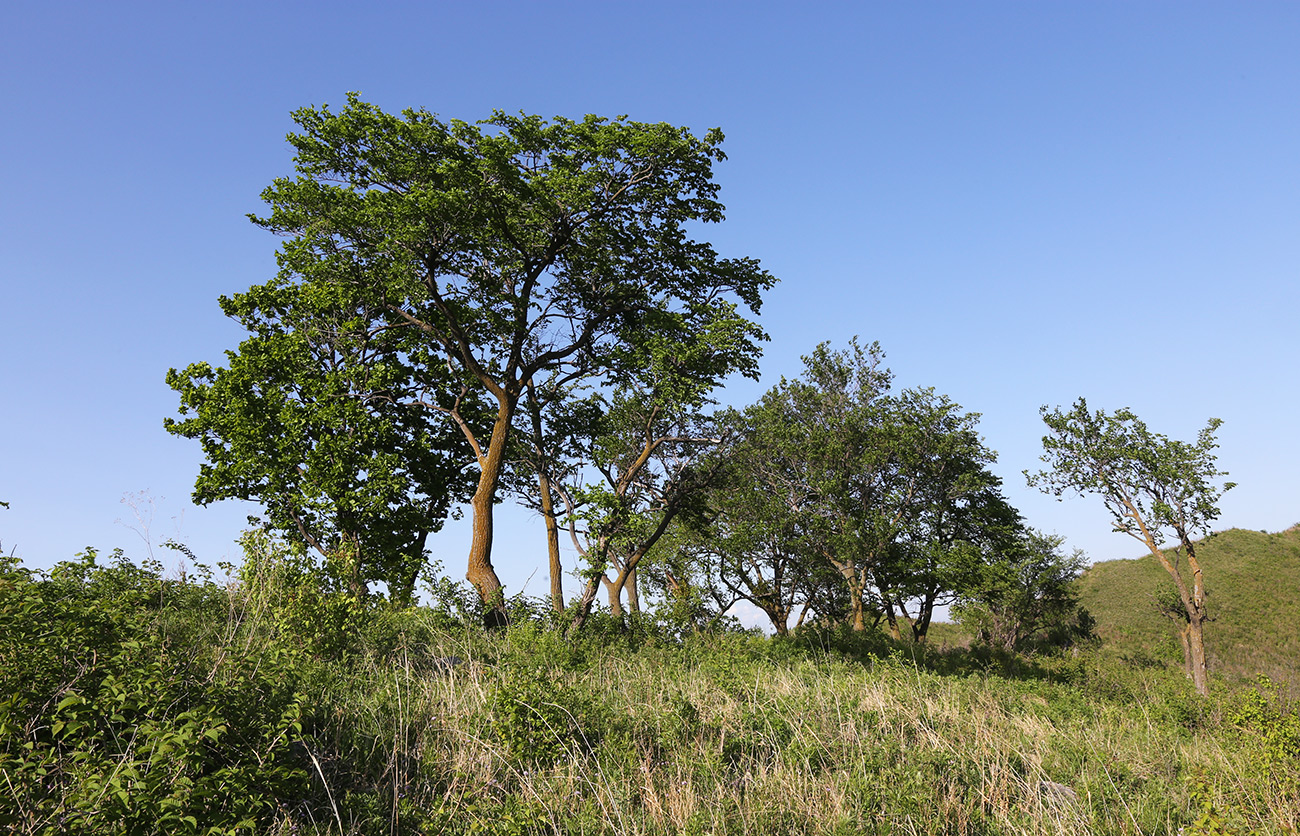 Image of Ulmus macrocarpa specimen.