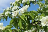 Pyrus communis