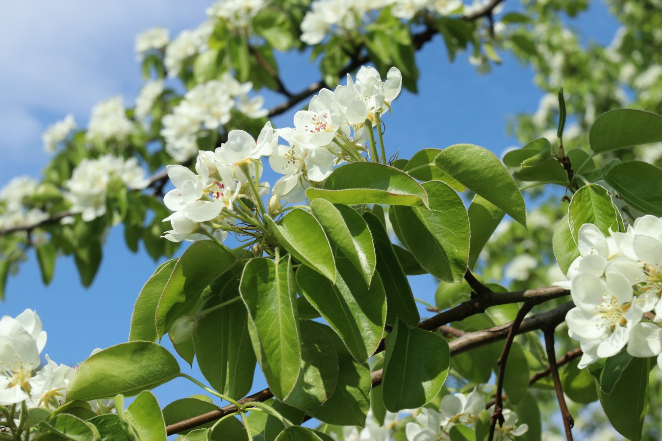 Изображение особи Pyrus communis.