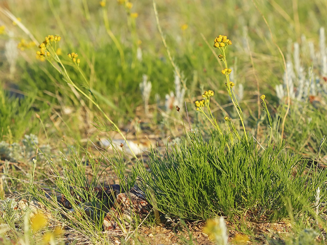 Изображение особи Filifolium sibiricum.