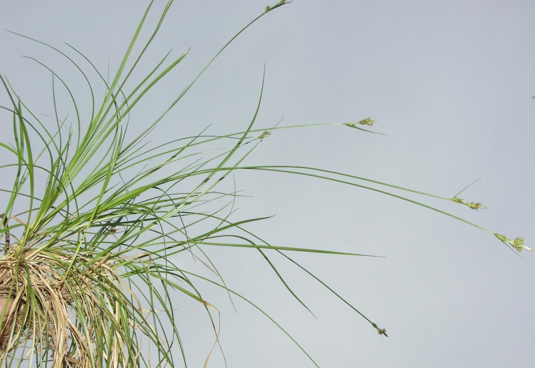 Image of Carex pilulifera specimen.