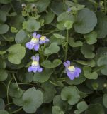 Cymbalaria muralis