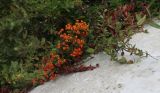 genus Pyracantha