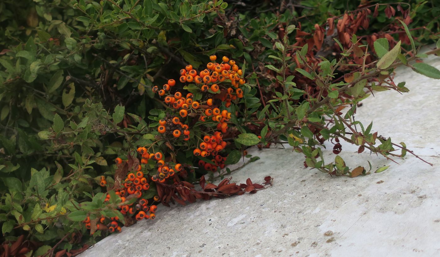 Image of genus Pyracantha specimen.