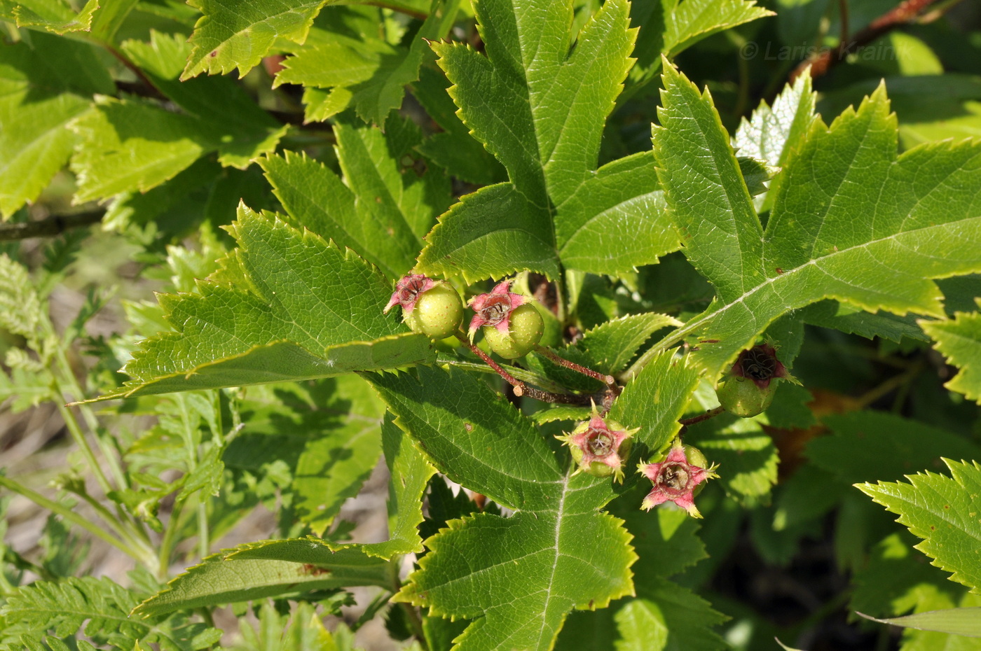 Image of Crataegus pinnatifida specimen.