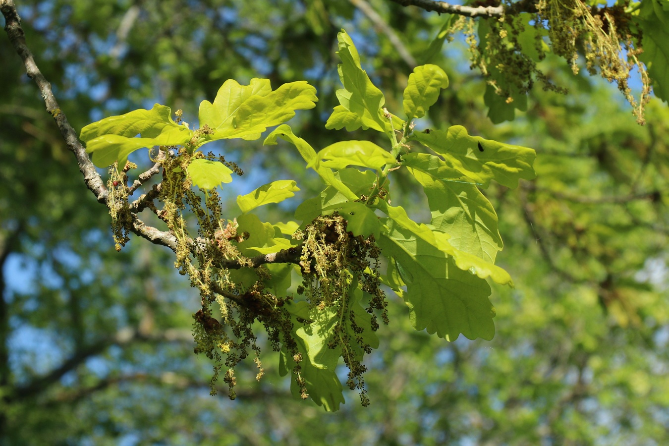 Image of Quercus robur specimen.