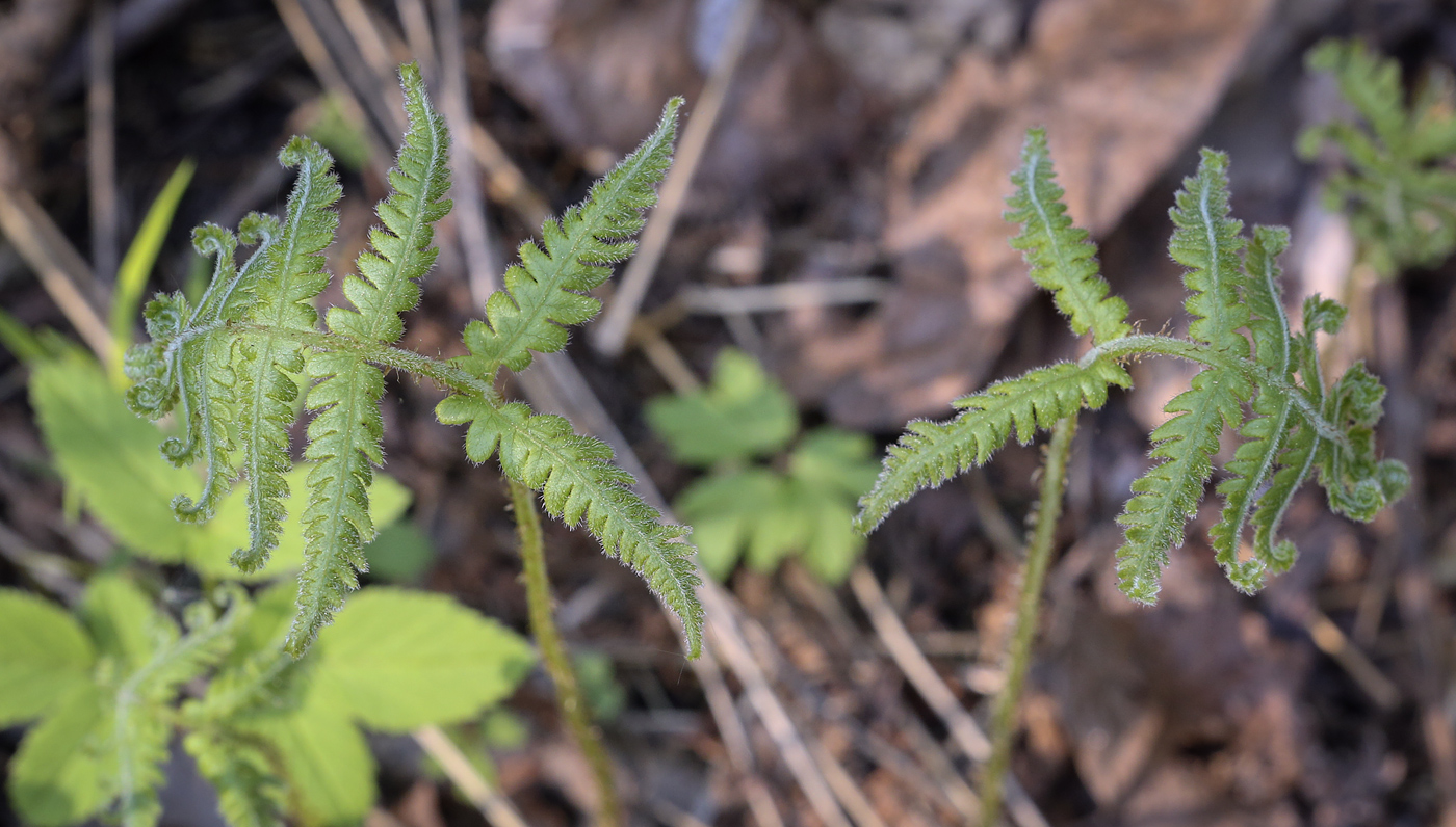 Изображение особи Phegopteris connectilis.