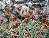 View full-size image Acantholimon fetisowii