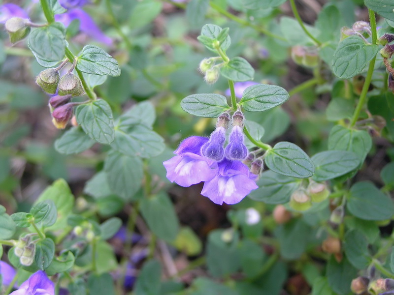 Изображение особи Scutellaria strigillosa.