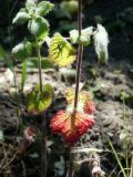 Lamium purpureum