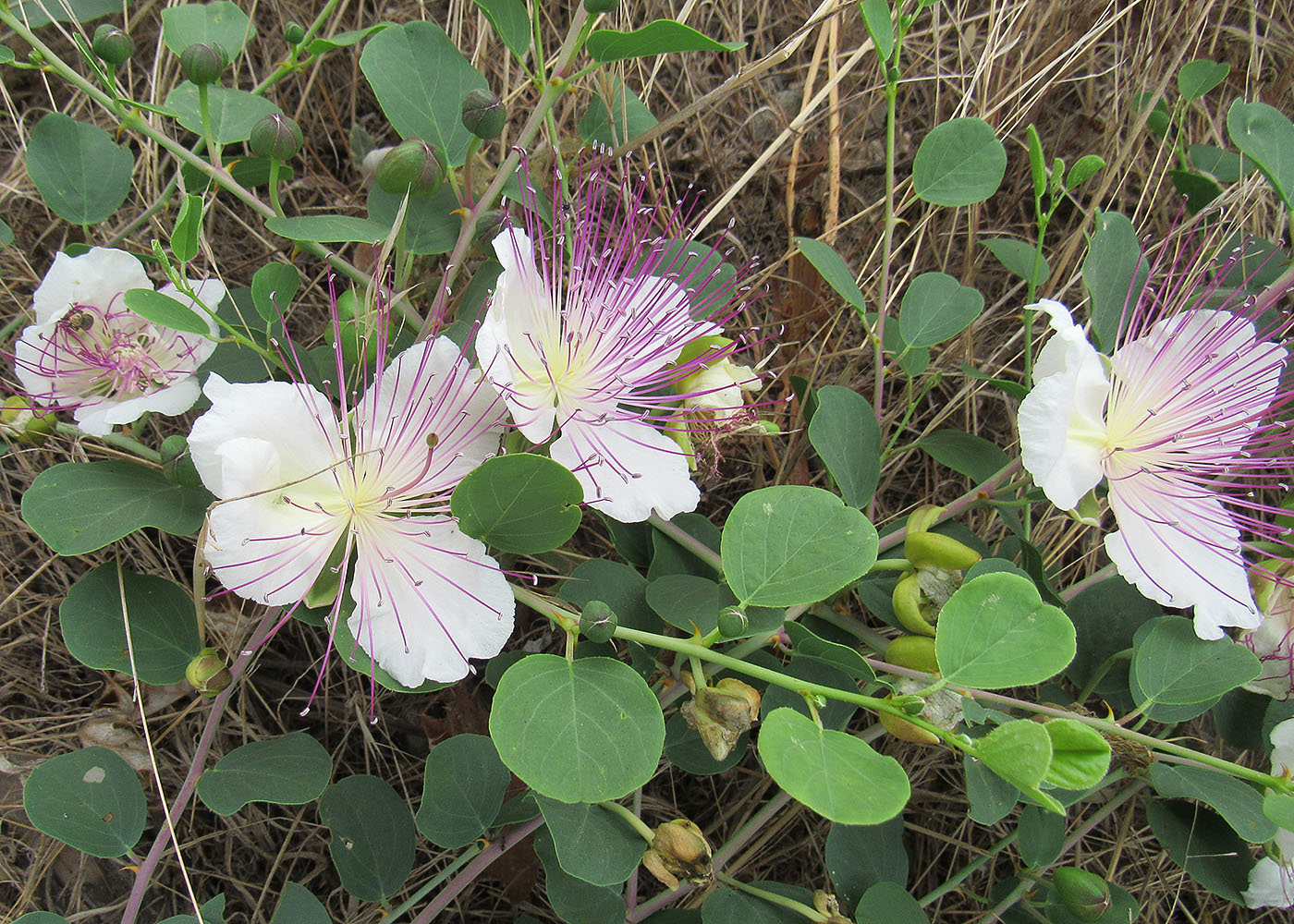 Изображение особи Capparis orientalis.