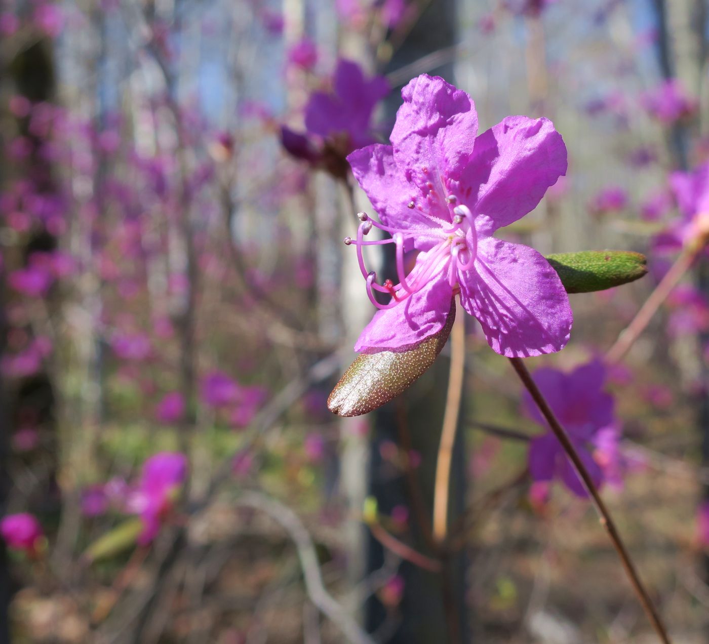 Image of Rhododendron dauricum specimen.