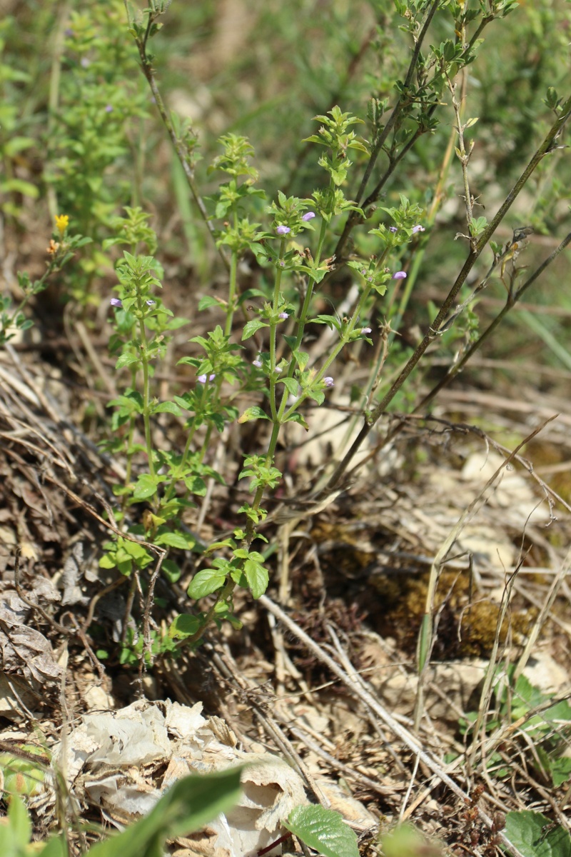 Изображение особи Ziziphora acinos.