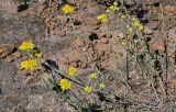 Helichrysum arenarium. Цветущие растения. Армения, обл. Арагацотн, окр. с. Агарак, ≈ 1000 м н.у.м., каменистый склон. 20.06.2022.