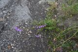 Campanula rapunculoides