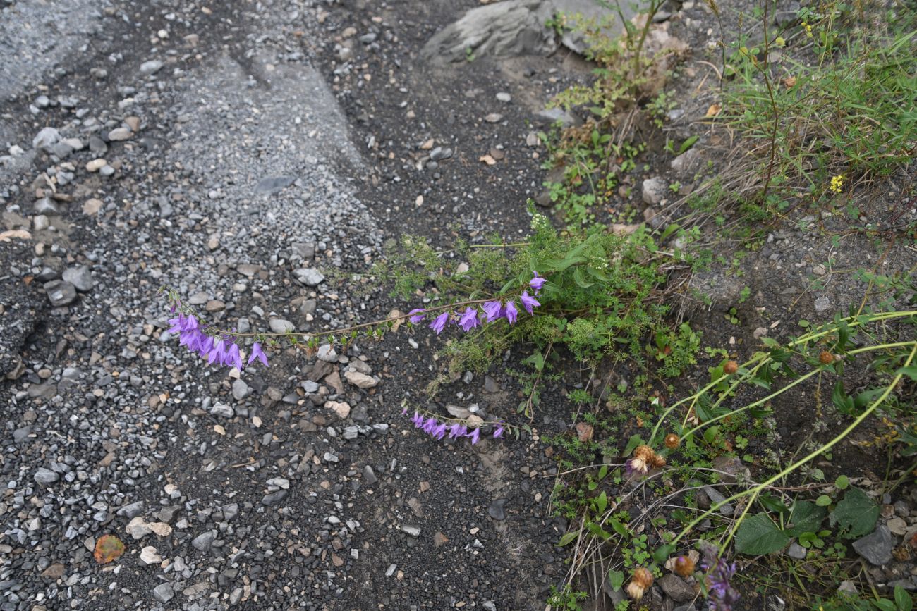 Изображение особи Campanula rapunculoides.