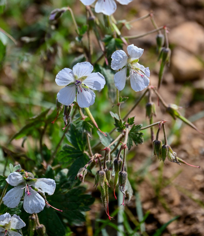 Изображение особи Geranium collinum.