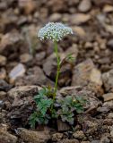 Tilingia ajanensis. Цветущее растение. Сахалин, Макаровский гор. округ, хр. Жданко, ≈ 400 м н.у.м., осыпающийся каменистый склон. 16.08.2022.